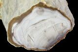 Petrified Wood Limb (Bald Cypress) - Saddle Mountain, WA #69465-1